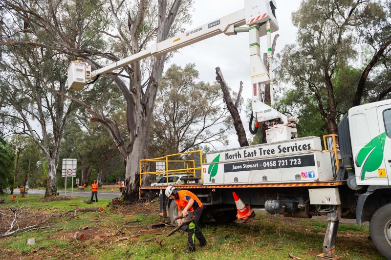 North East Tree arborists pruning and clearing vegetation