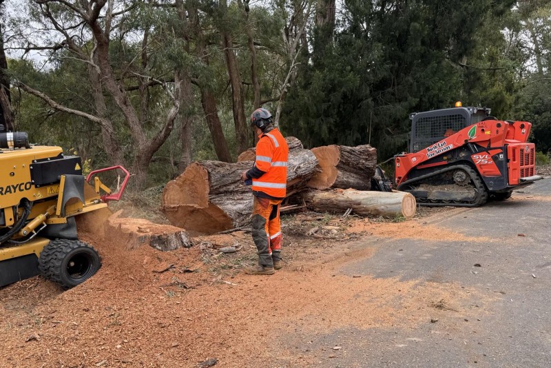 North East Tree Services arborist stump grinding with equipment