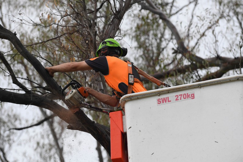 North East Tree Services arborist pruning a gum tree