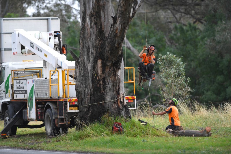 North East Tree Services professional arborists climbing tree