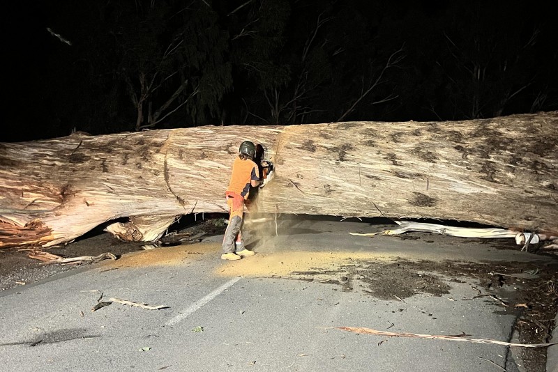 North East Tree Services chainsawing a large gum tree