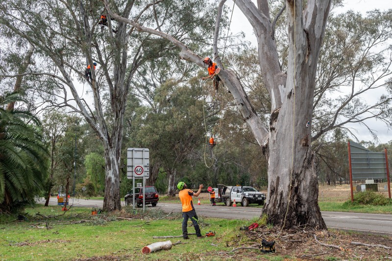 North East Tree Services aborists in roadside trees