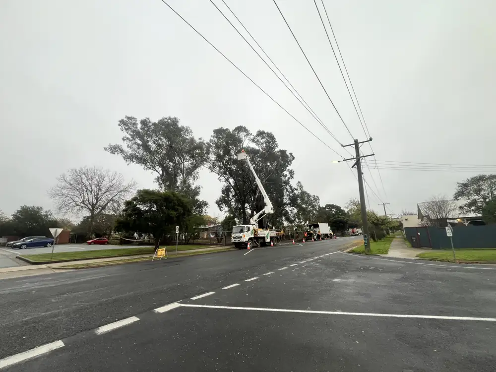 Roadside tree at the intersection before work